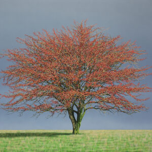 Hawthorn Tree