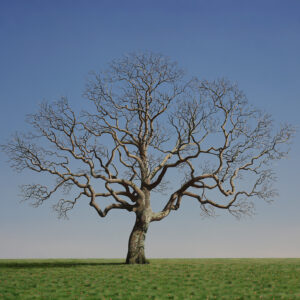 Oak