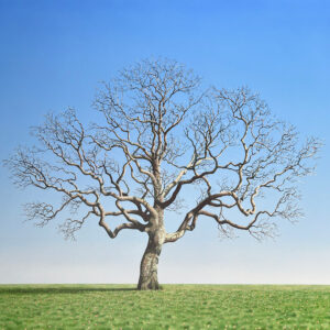 Oak