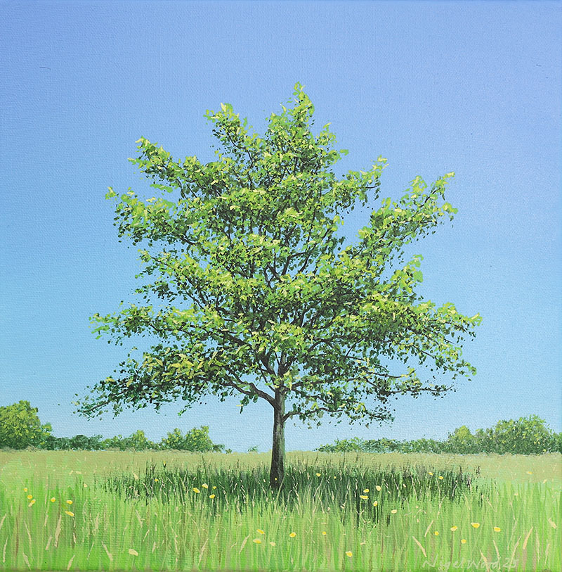Oak sapling