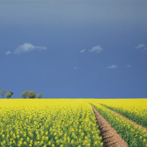 Field IV
