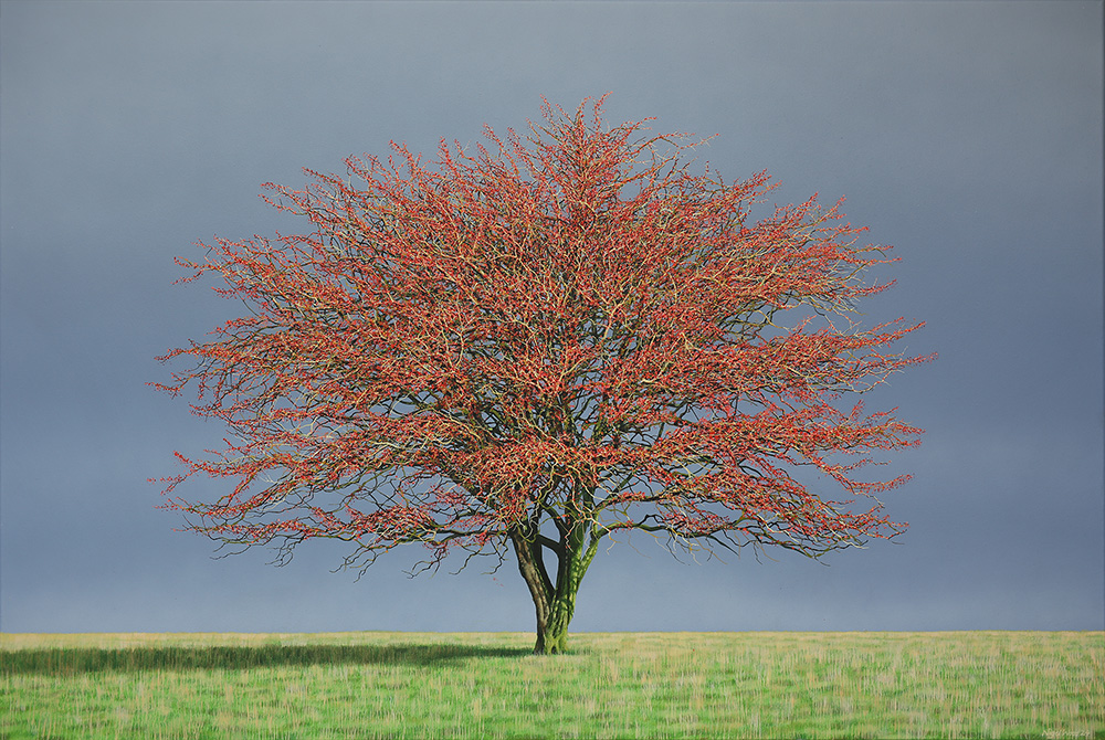 Hawthorn