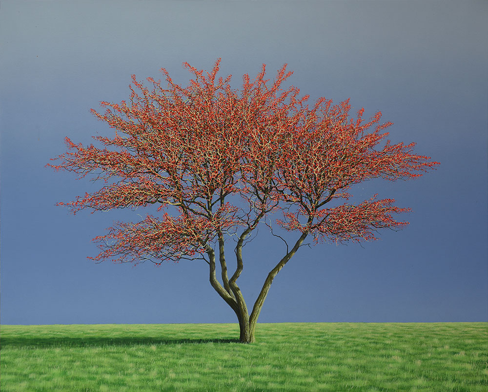 Hawthorn Tree