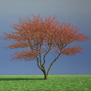 May Tree