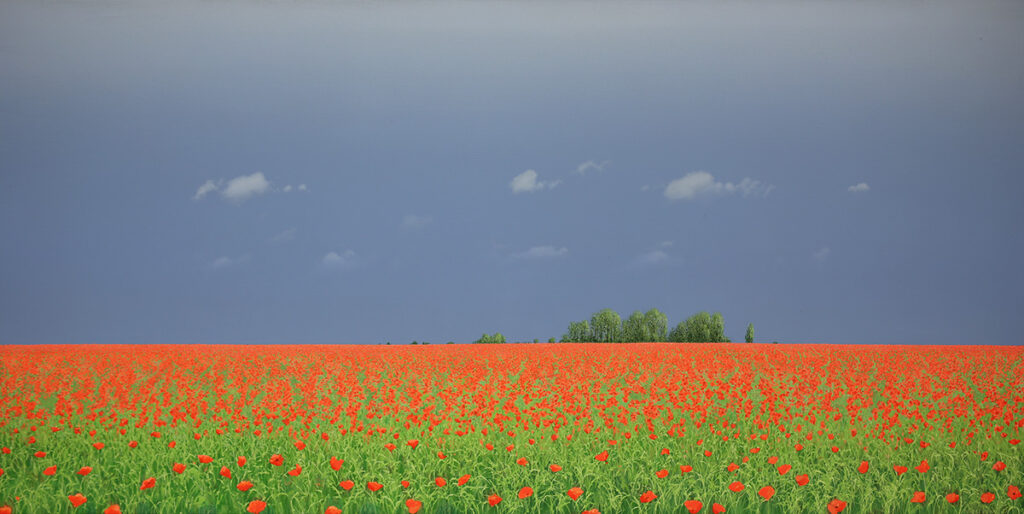poppies