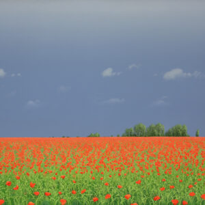 Poppies