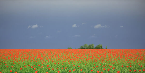 Poppies