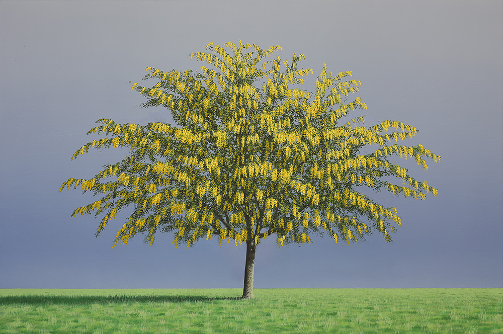 Laburnum