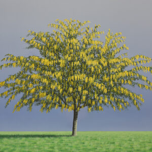 Laburnum