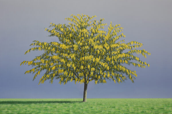 Laburnum
