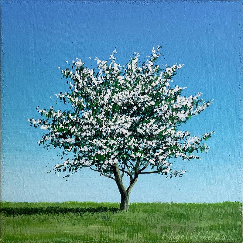 Hawthorn Tree in Bloom