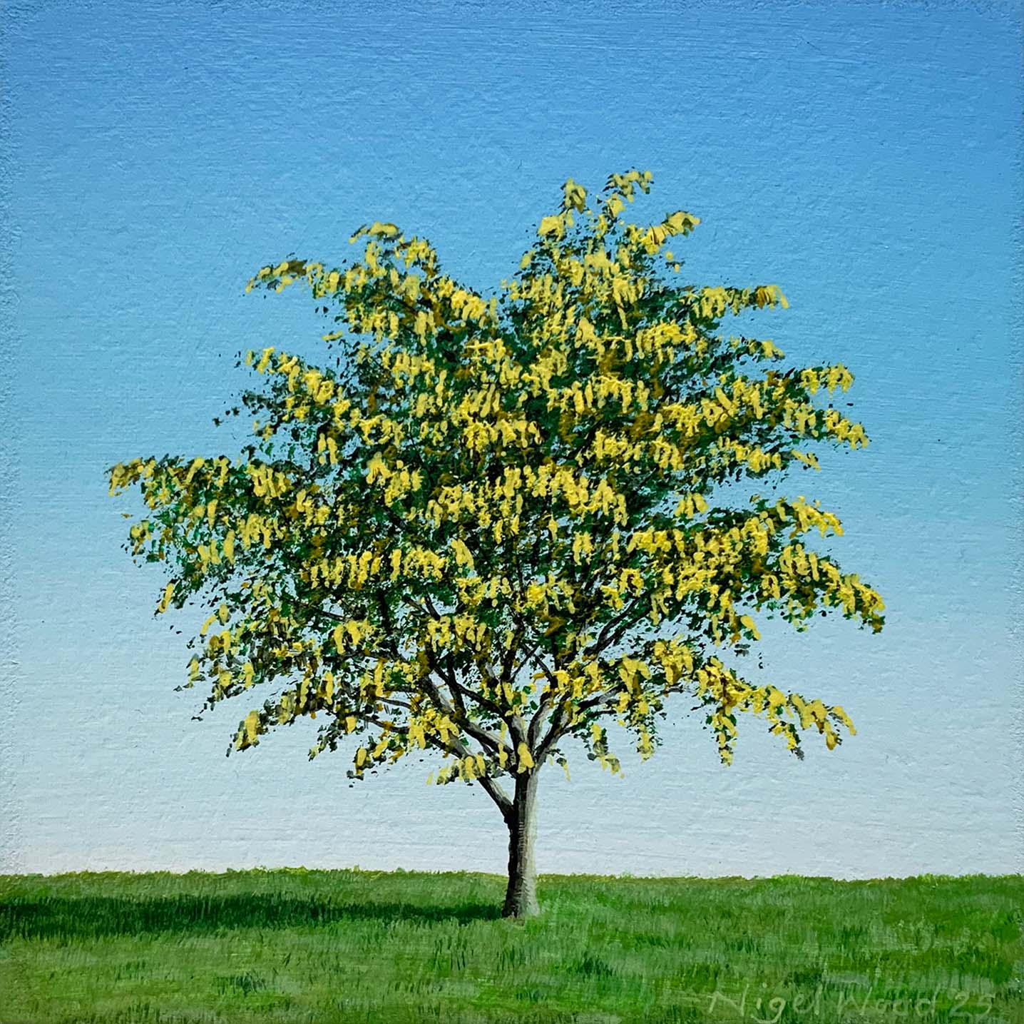 Laburnum II Laburnum