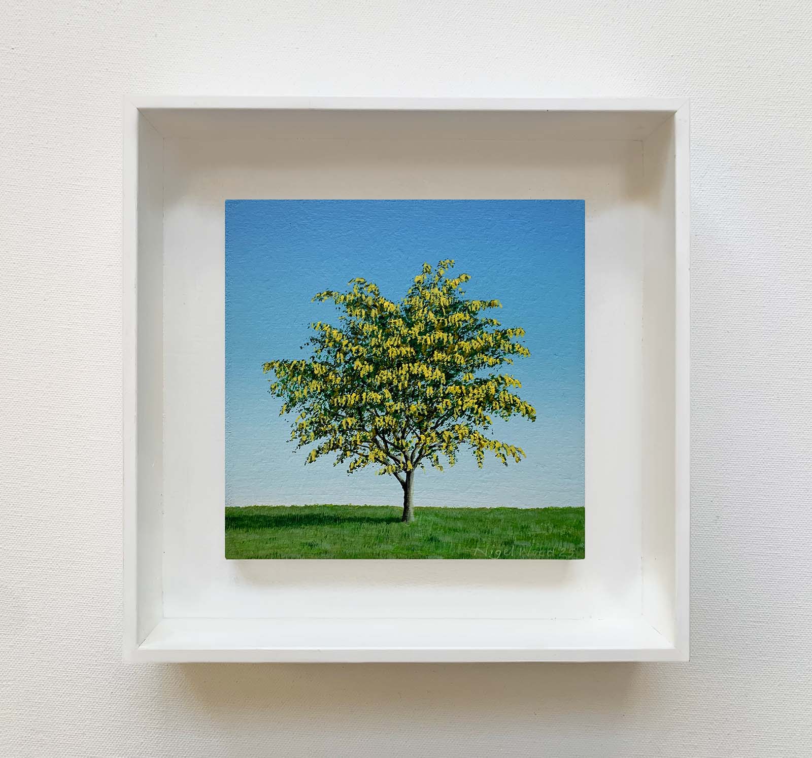 Laburnum framed Laburnum