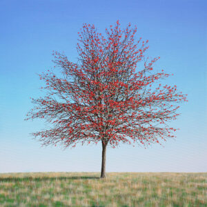 Rowan Tree