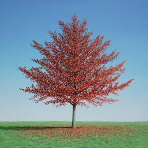 Maple Tree