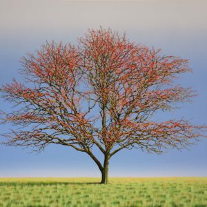 Hawthorn VIII
