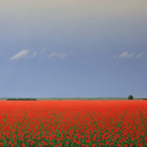 Poppy Field