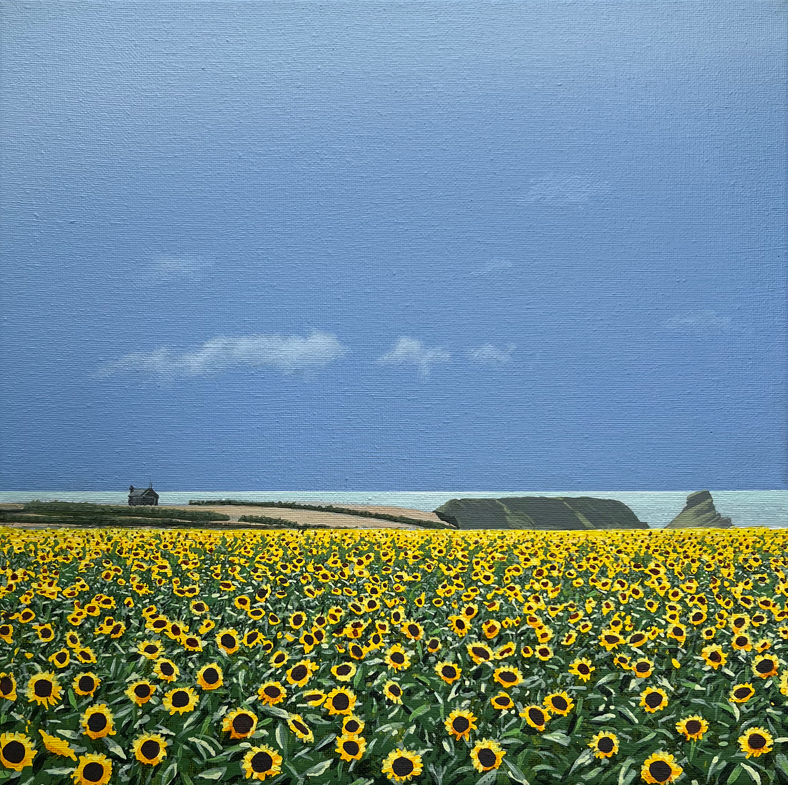 nigel-wood-489-1600b Sunflowers at Rhossili