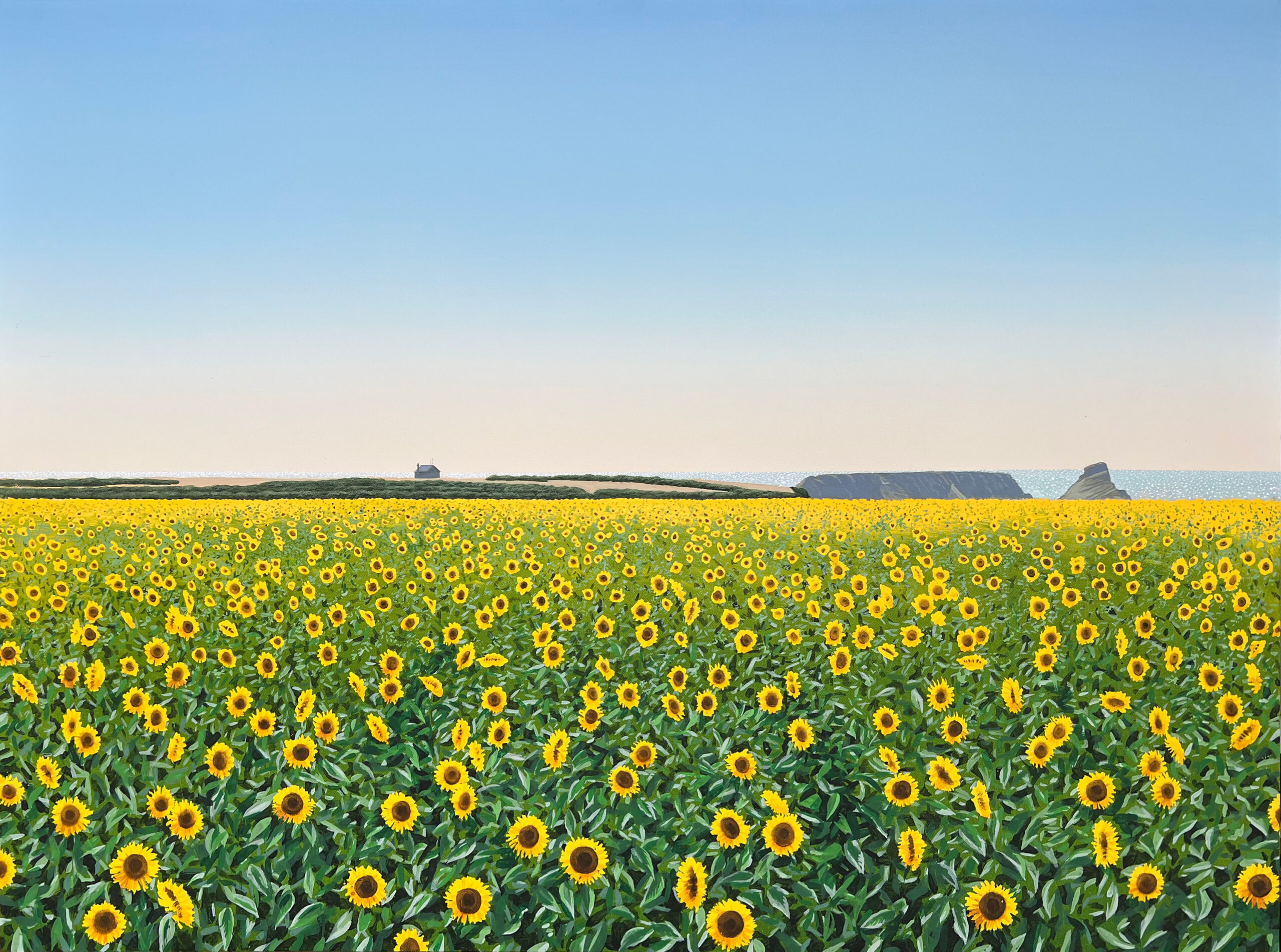 Sunflowers at Rhosilli Bay Sunflowers