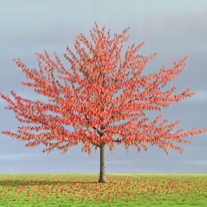 Cherry Tree