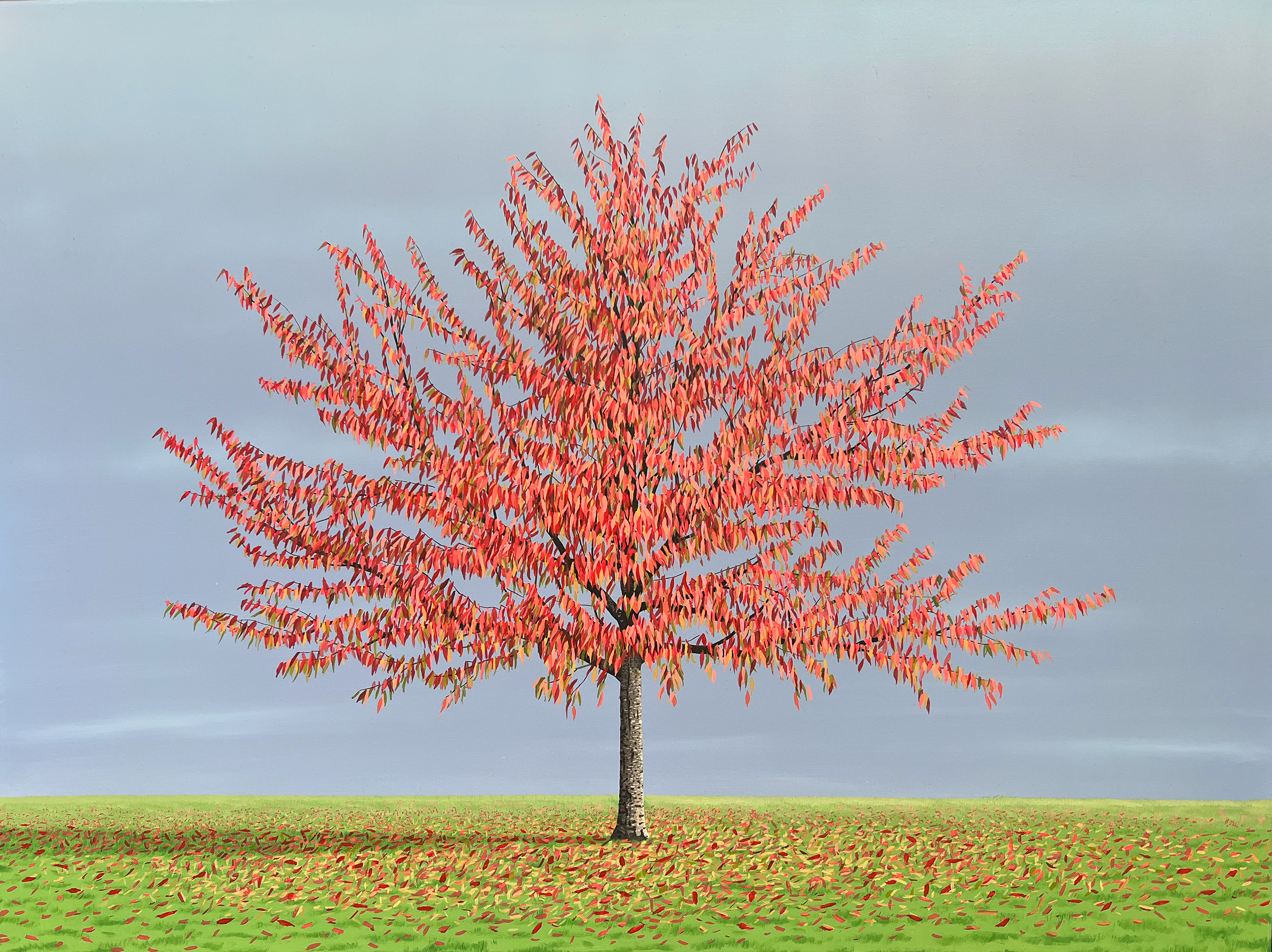 Cherry Tree in Autumn Cherry Tree