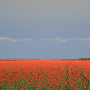 Field Poppies