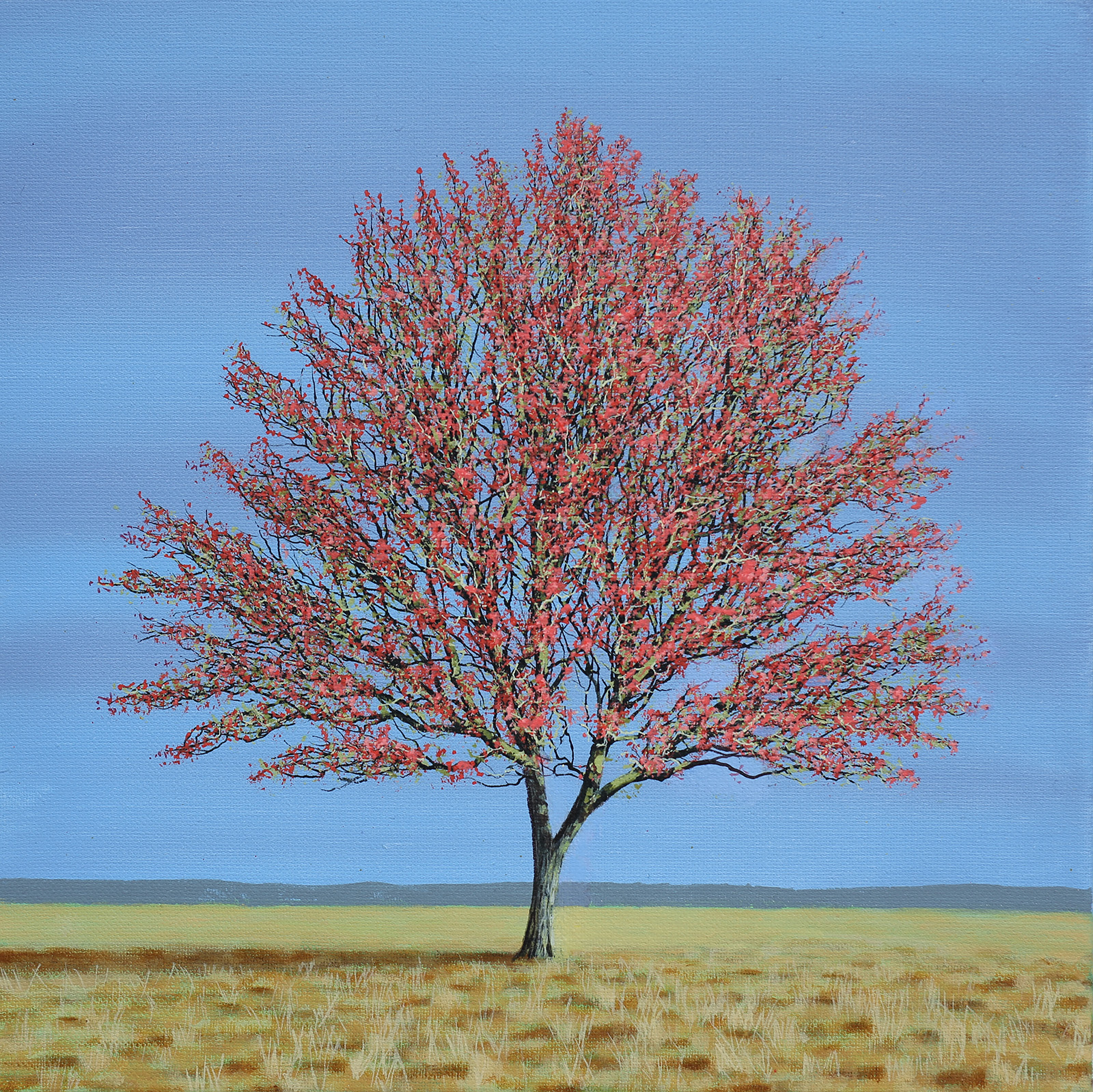 Hawthorn VI Hawthorn VI