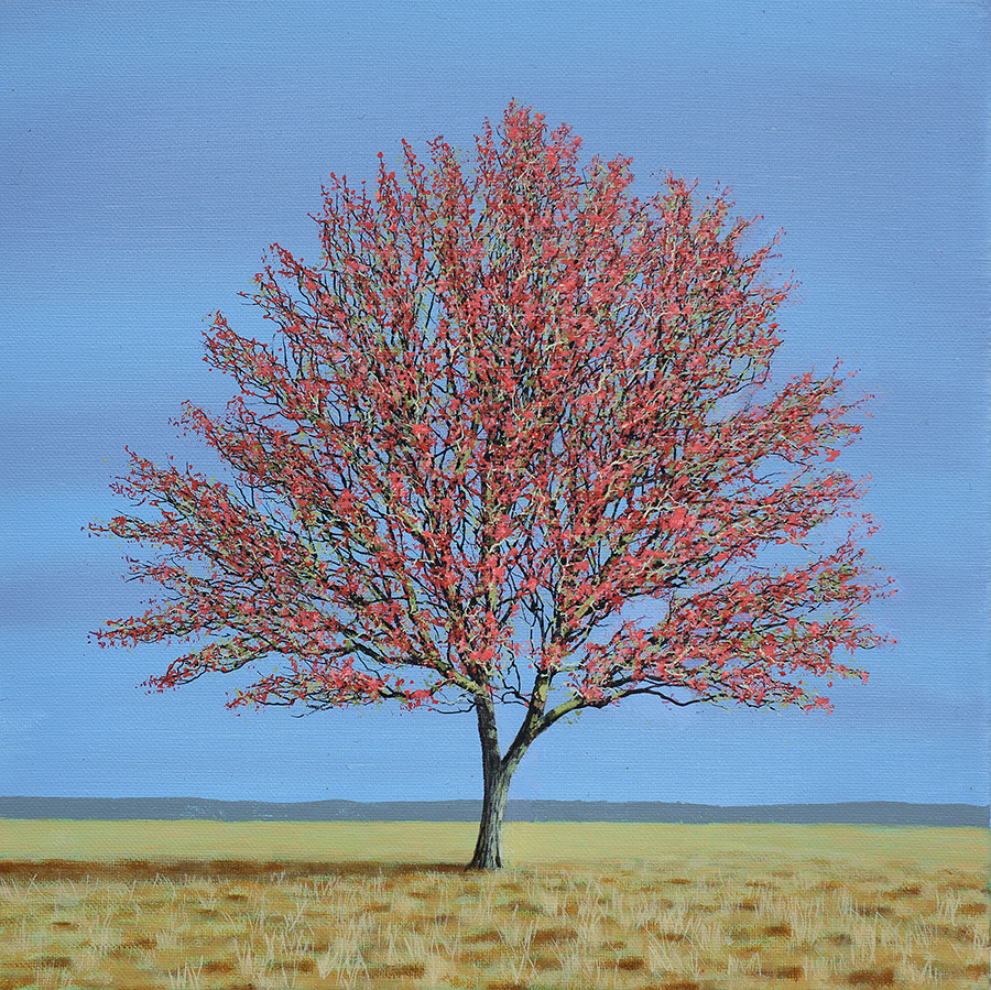 Hawthorn VI