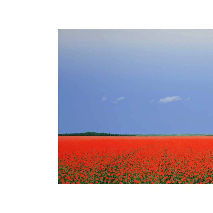Poppy field